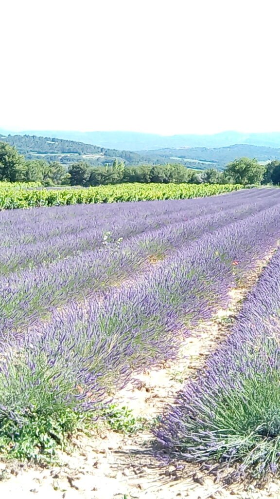 PAYSAGE CHAMP LAVANDE PROVENCE